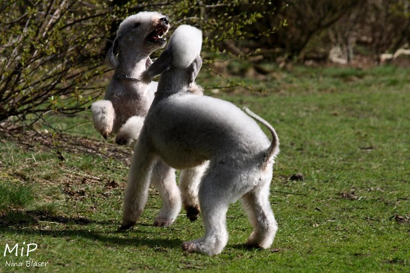 2011-04-02 Aveline Alanna Svet (13).jpg - Arc-en-ciel Alanna & Airis Blue Volshebny Svet